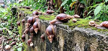 കോട്ടിക്കുളം റെയിൽവേ സ്റ്റേഷന് സമീപം ആഫ്രിക്കൻ ഒച്ചുകൾ നിറഞ്ഞപ്പോൾ