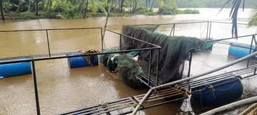 ശക്തമായ മഴയെ തുടർന്നുണ്ടായ വെള്ളപ്പാച്ചിലിൽ നീലേശ്വരം പാലായിൽ വിളവെടുപ്പിന് പാകമായിരുന്ന
കൂട് മത്സ്യകൃഷി നശിച്ചനിലയിൽ