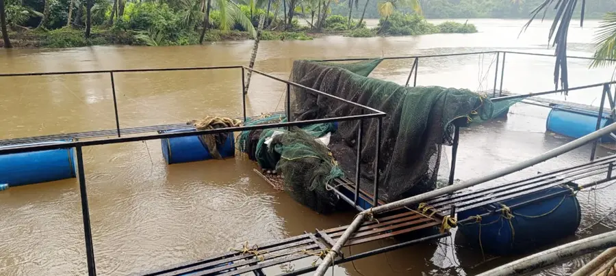 ശക്തമായ മഴയെ തുടർന്നുണ്ടായ വെള്ളപ്പാച്ചിലിൽ നീലേശ്വരം പാലായിൽ വിളവെടുപ്പിന് പാകമായിരുന്ന
കൂട് മത്സ്യകൃഷി നശിച്ചനിലയിൽ