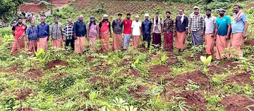 മടിക്കൈ ചുള്ളിമൂലയിലെ പുനർജനി പുരുഷ സ്വയം സഹായ സംഘം പ്രവർത്തകർ കപ്പത്തോട്ടത്തിൽ