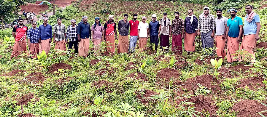 മടിക്കൈ ചുള്ളിമൂലയിലെ പുനർജനി പുരുഷ സ്വയം സഹായ സംഘം പ്രവർത്തകർ കപ്പത്തോട്ടത്തിൽ