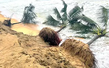 വലിയപറമ്പ് കോർണീഷ് ബീച്ചിന് സമീപം കടൽ കയറിയതോടെ കടപുഴകിയ തെങ്ങുകൾ കടലിൽ പതിച്ച നിലയിൽ