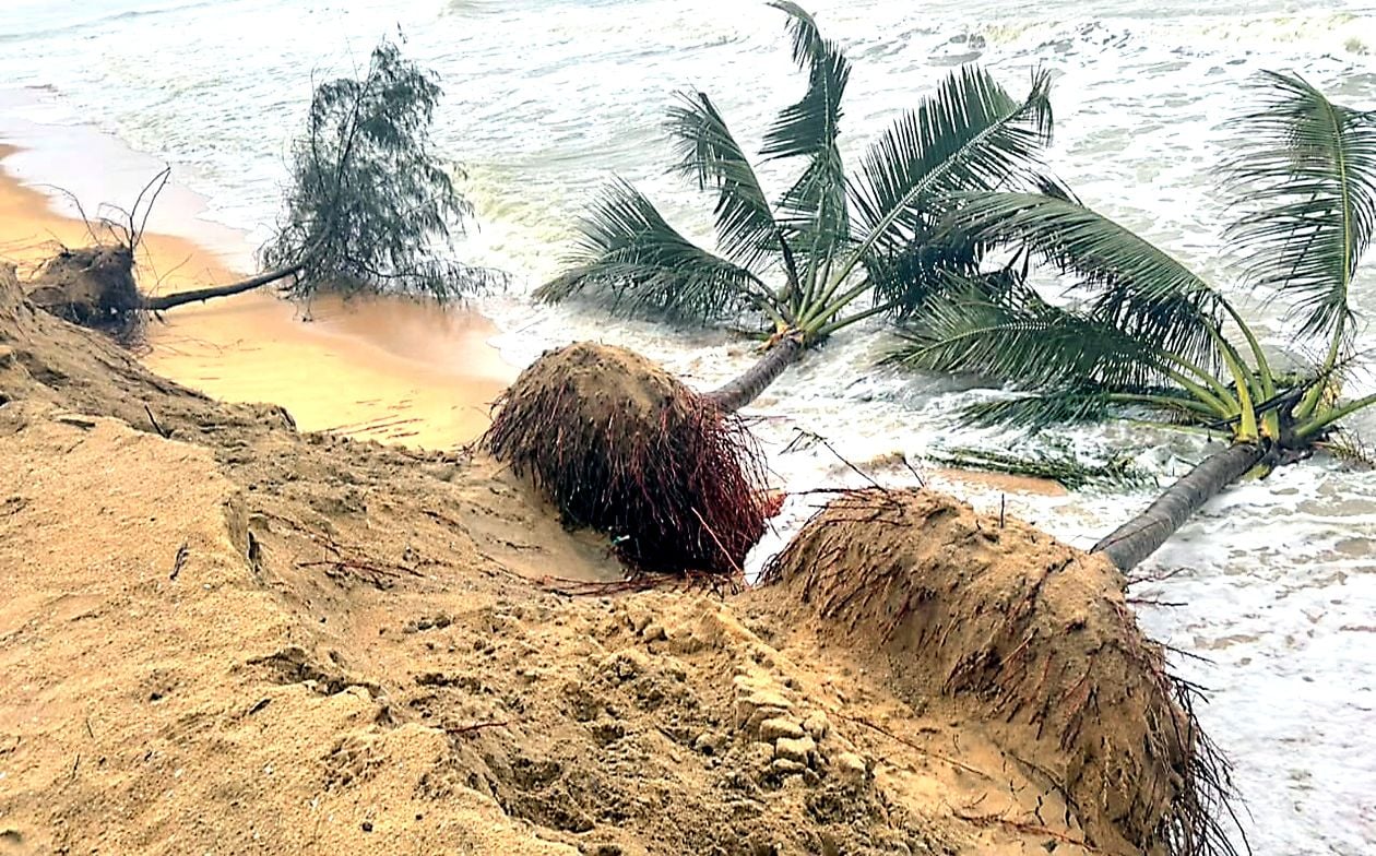 വലിയപറമ്പ് കോർണീഷ് ബീച്ചിന് സമീപം കടൽ കയറിയതോടെ കടപുഴകിയ തെങ്ങുകൾ കടലിൽ പതിച്ച നിലയിൽ