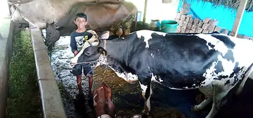 അൻഷിൽ മധു പശുക്കൾക്കൊപ്പം തൊഴുത്തിൽ