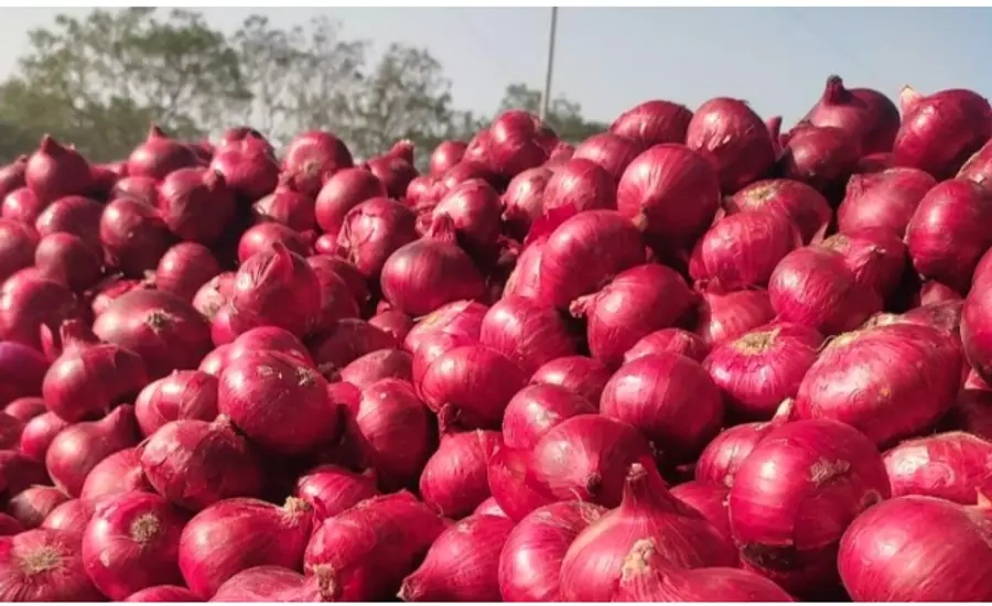 onion