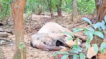 ആറളം വന്യജീവി സങ്കേതത്തിൽ ചീങ്കണ്ണിപ്പുഴയിലെ  തുരുത്തിൽ ചരിഞ്ഞ കാട്ടാന