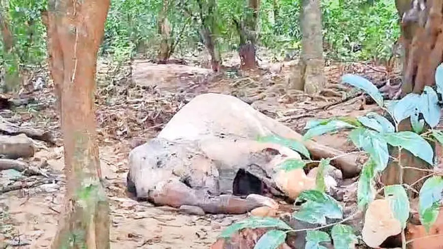 ആറളം വന്യജീവി സങ്കേതത്തിൽ ചീങ്കണ്ണിപ്പുഴയിലെ  തുരുത്തിൽ ചരിഞ്ഞ കാട്ടാന