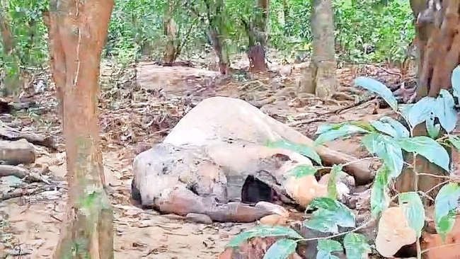 ആറളം വന്യജീവി സങ്കേതത്തിൽ ചീങ്കണ്ണിപ്പുഴയിലെ  തുരുത്തിൽ ചരിഞ്ഞ കാട്ടാന