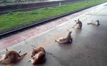 കാഞ്ഞങ്ങാട് റെയില്വേ സ്റ്റേഷനിലെ ഒന്നാമത്തെ പ്ലാറ്റ്ഫോമില് കിടക്കുന്ന തെരുവുനായകള്