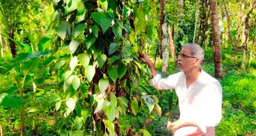 രോഗം ബാധിച്ച കുരുമുളക്‌ കൃഷിയിടത്തിൽ പെരിങ്ങാരപ്പൊയിലിലെ കെ പി കുഞ്ഞമ്പാടി