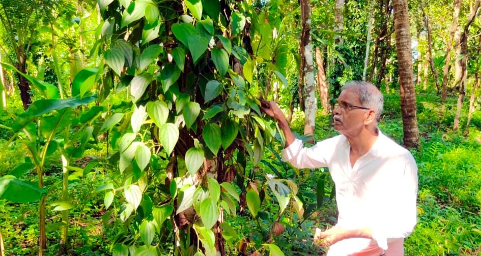 രോഗം ബാധിച്ച കുരുമുളക്‌ കൃഷിയിടത്തിൽ പെരിങ്ങാരപ്പൊയിലിലെ കെ പി കുഞ്ഞമ്പാടി