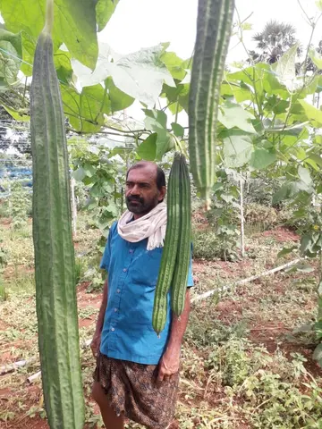 പച്ചക്കറി തോട്ടത്തിൽ ജോർജ് വർഗീസ്‌ 