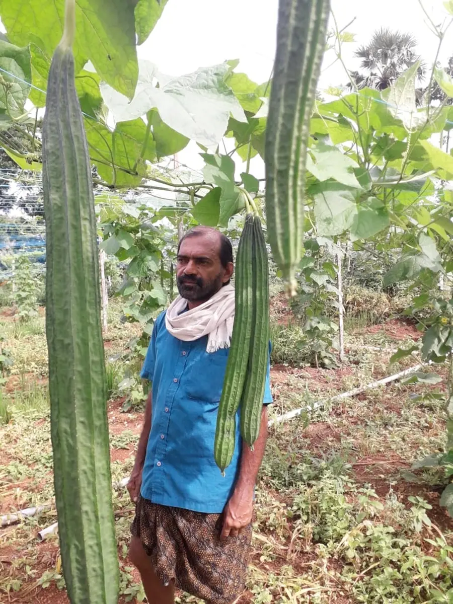 പച്ചക്കറി തോട്ടത്തിൽ ജോർജ് വർഗീസ്‌ 