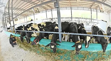 പയ്യന്നൂർ പശുക്കൾക്ക് സ്വതന്ത്രമായി നടക്കാനും വിശ്രമിക്കാനും ഇടം, കറവയ്ക്ക് അത്യാധുനിക യന്ത്രങ്ങൾ, പാലിന് അത്യാധുനിക ലാബ് പരിശോധന.