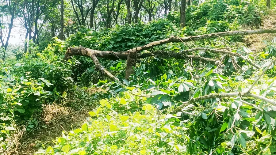 ആറളം ഫാം ബ്ലോക്ക് ആറിൽ ആന ചവിട്ടിമറിച്ചിട്ട റബർമരം