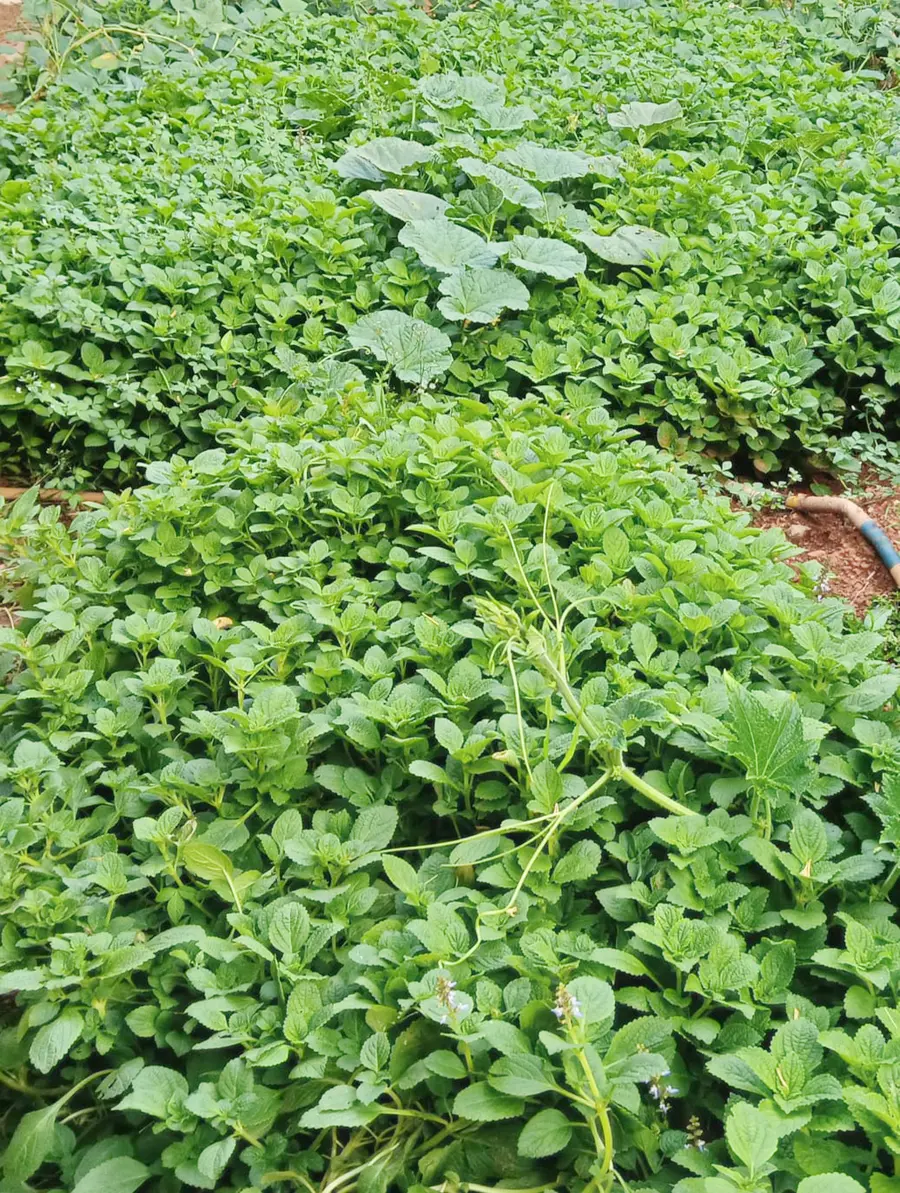 പെരിങ്ങോട്ടുകുറുശിയിലെ കൂർക്ക കൃഷിയിടം