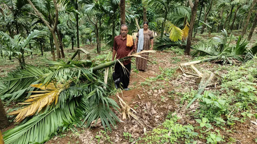 കാട്ടാനക്കൂട്ടം നശിപ്പിച്ച കവുങ്ങിൻ തോപ്പിൽ എടപ്പുഴയിലെ പുത്തനറിയിൽ ബാബുവും ഭാര്യ ബിന്ദുവും.