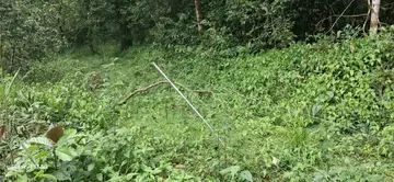 റാണിപുരത്ത് സംരക്ഷണം ഇല്ലാതെ സോളാർ വൈദ്യുതി വേലി തകർന്ന നിലയിൽ ​