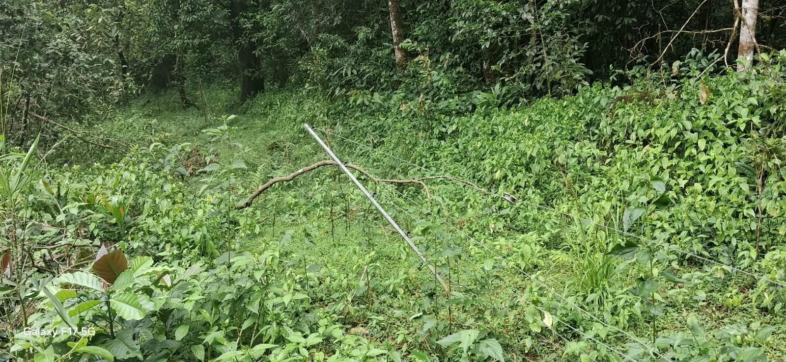 റാണിപുരത്ത് സംരക്ഷണം ഇല്ലാതെ സോളാർ വൈദ്യുതി വേലി തകർന്ന നിലയിൽ ​