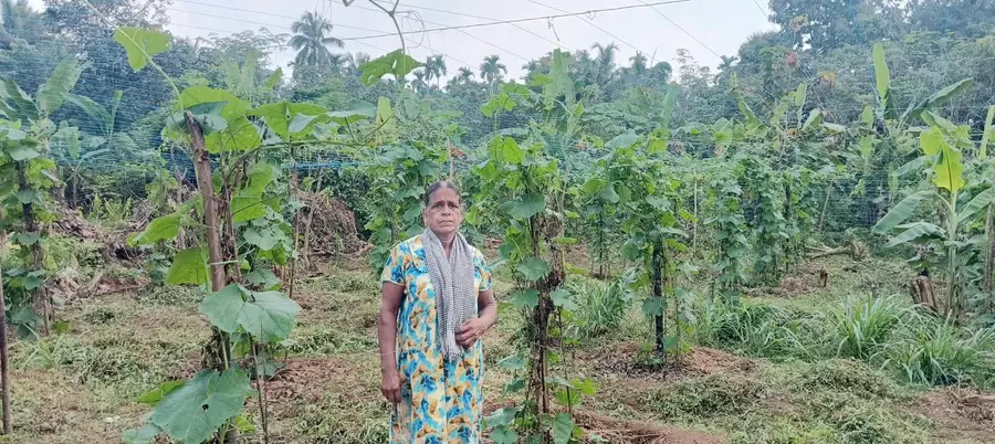 കരിന്തളം സ്വദേശിനി എം വി ശ്യാമള തന്റെ പച്ചക്കറി തോട്ടത്തിൽ