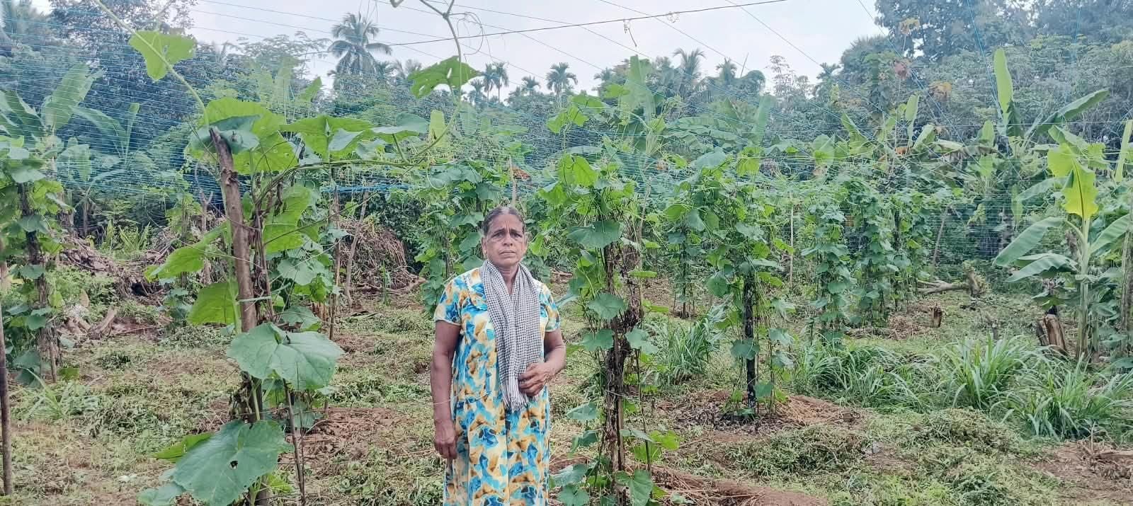 കരിന്തളം സ്വദേശിനി എം വി ശ്യാമള തന്റെ പച്ചക്കറി തോട്ടത്തിൽ