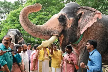 സുഖ ചികിത്സയുടെ ഭാഗമായി ഗുരുവായൂർ ദേവസ്വത്തിലെ ജൂനിയർ വിഷ്ണു എന്ന ആനയ്ക്ക് ദേവസ്വം സെക്രട്ടറി   എം ജി രാജമാണിക്യം ഔഷധക്കൂട്ടടങ്ങിയ ചോറുരുള നൽകി ഉദ്ഘാടനം ചെയ്യുന്നു          /ഫോട്ടോ: സുരേന്ദ്രൻ മടിക്കൈ 