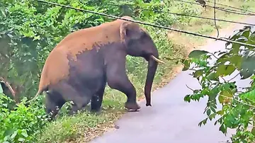 കാട്ടുകൊമ്പൻ