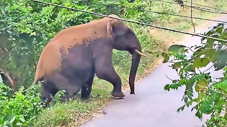 കാട്ടുകൊമ്പൻ