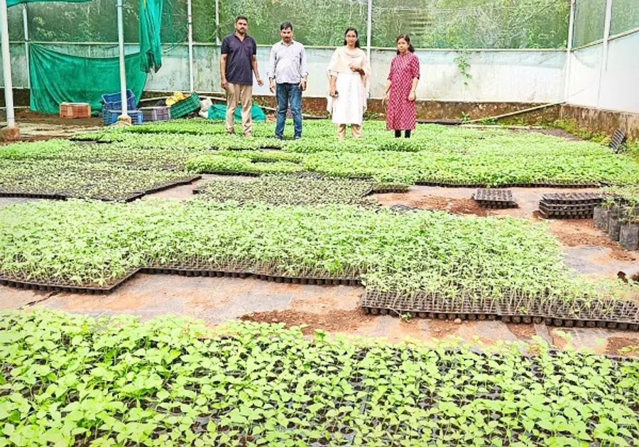കരിമ്പം ഫാമിൽ വിൽപ്പനക്ക് തയ്യാറാക്കിയ കാബേജ്, കോളിഫ്ലവർ തൈകൾ