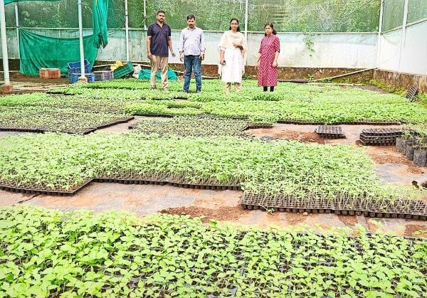 കരിമ്പം ഫാമിൽ വിൽപ്പനക്ക് തയ്യാറാക്കിയ കാബേജ്, കോളിഫ്ലവർ തൈകൾ 