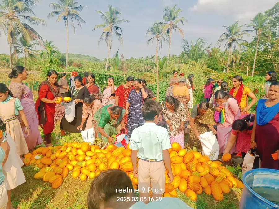 പത്ത് സെൻ്റോളം വരുന്ന സ്കൂൾ കെട്ടിട വളപ്പിൽ വിതച്ച വെള്ളരി വിത്തുകൾ നൂറുമേനി വിളഞ്ഞ സന്തോഷം അടക്കാനാവുന്നില്ലിവർക്ക്