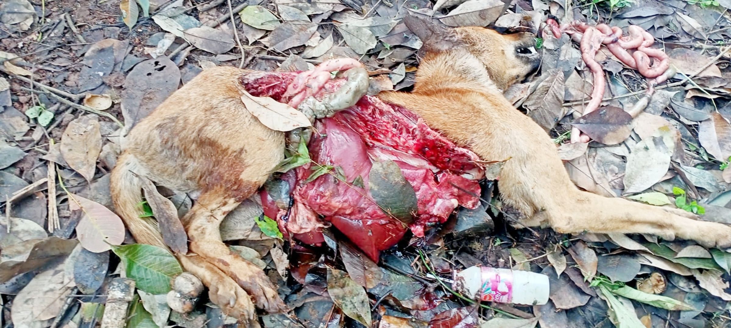 വളർത്തുനായ ചത്ത നിലയിൽ