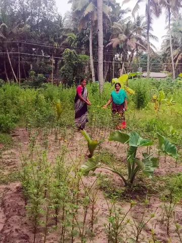 കുടുംബശ്രീ പ്രവർത്തകർ കൃഷിയിടത്തിൽ
