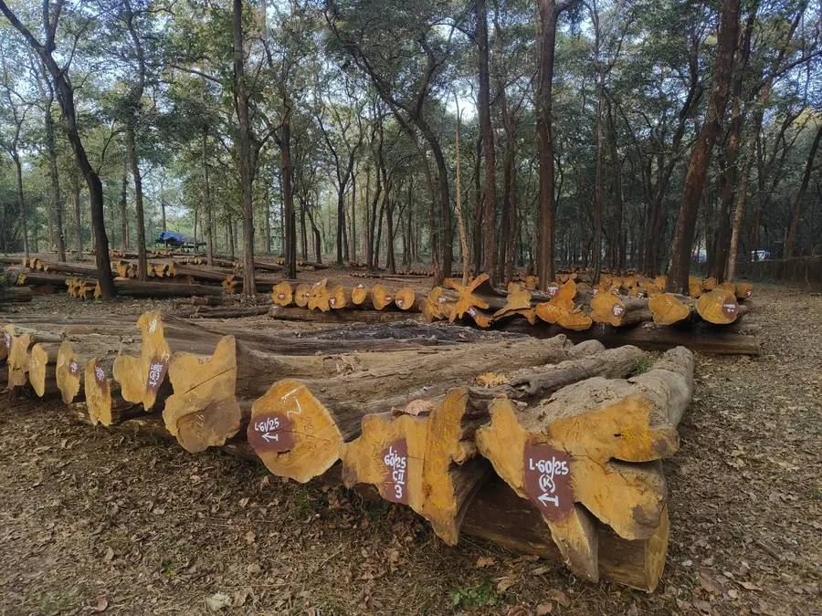 നിലമ്പൂർ ഗോൾഡൻ തേക്ക്