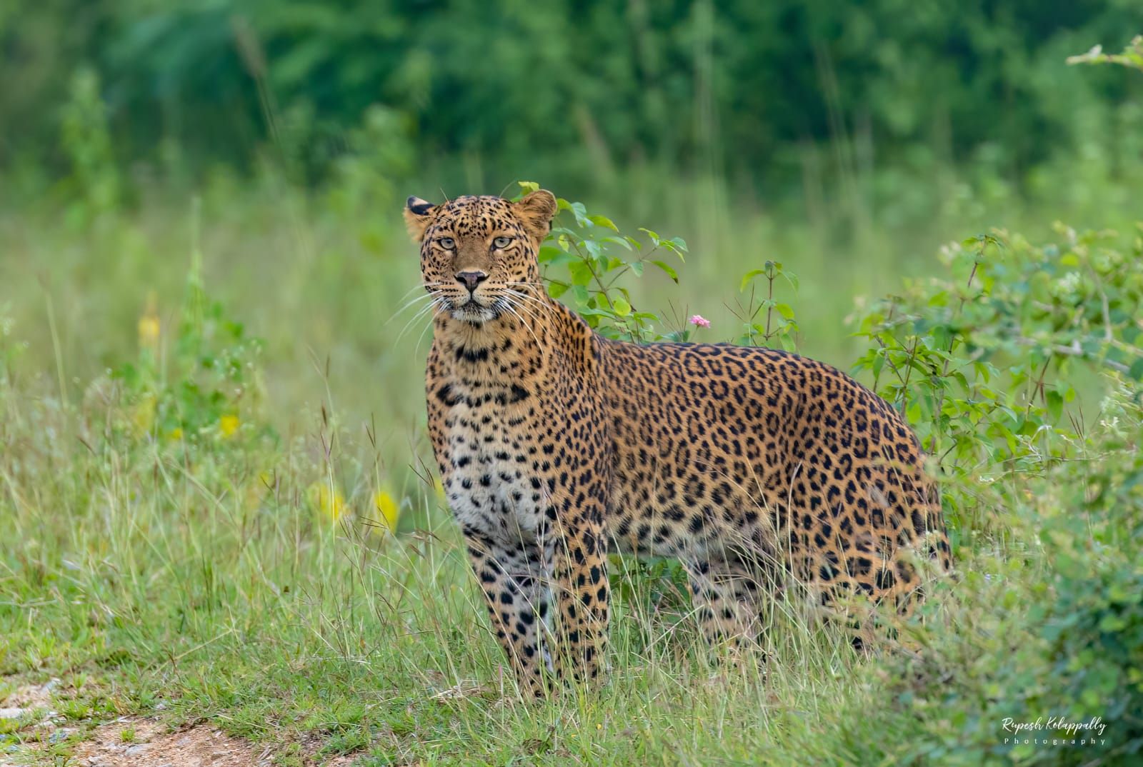 പുള്ളിപ്പുലി