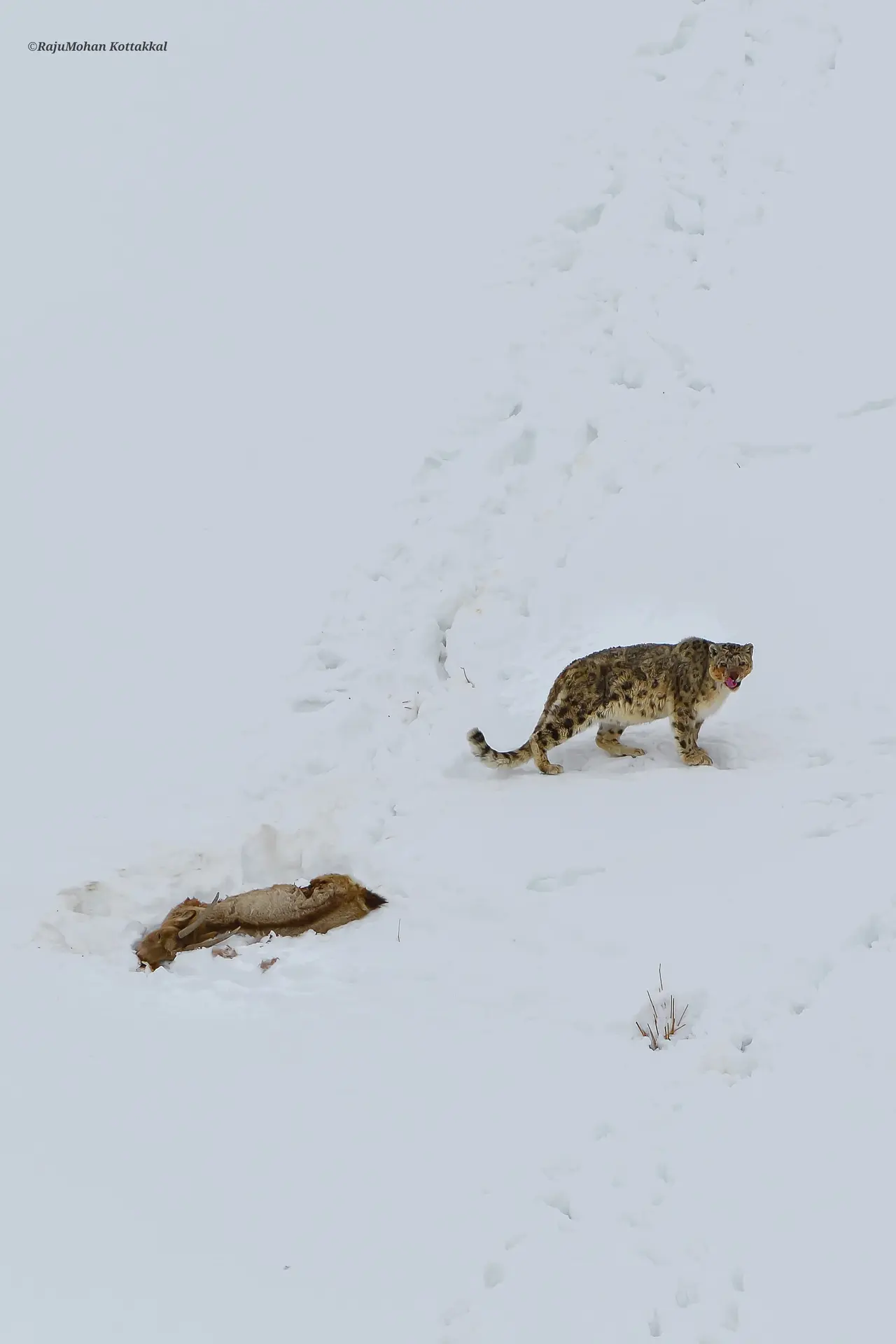 ഹിമ പുലി