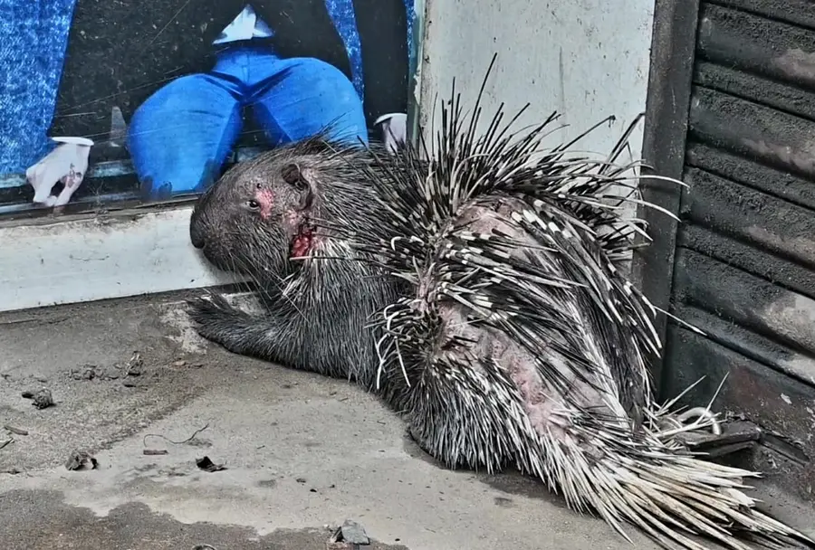 മതിലകത്ത് കണ്ടെത്തിയ മുള്ളൻപന്നി