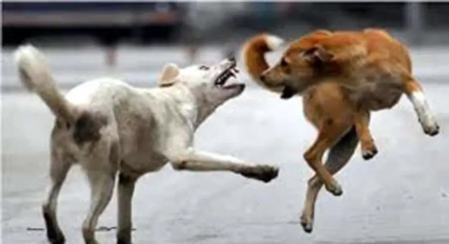 തെരുവുനായ