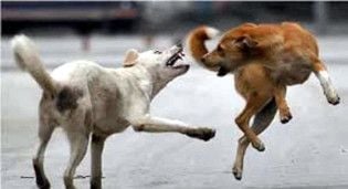 തെരുവുനായ 