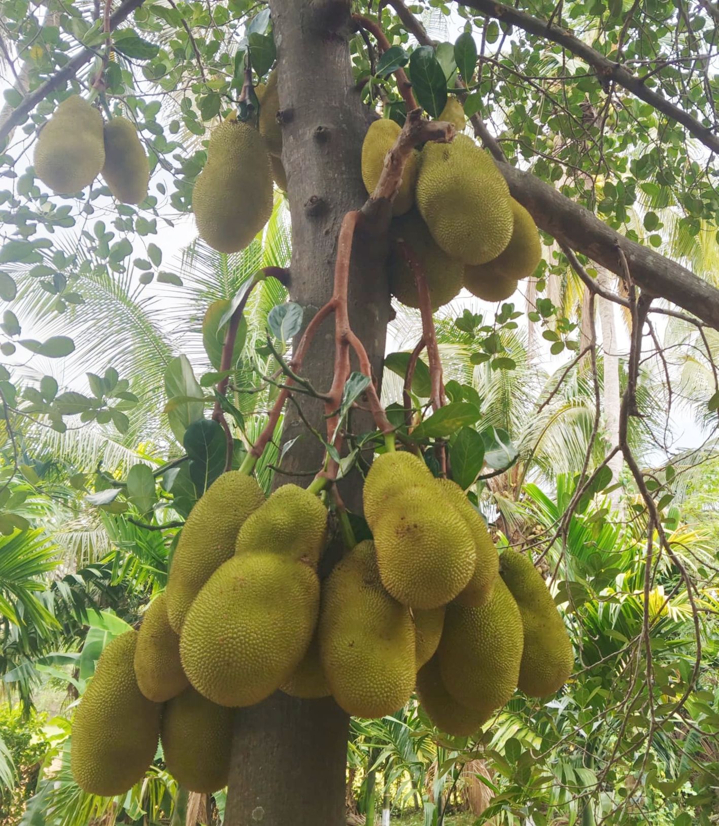 പ്ലാവിൽ നിറഞ്ഞുനിൽക്കുന്ന ചക്ക. കുത്തനൂരിൽ നിന്നുള്ള കാഴ്ച