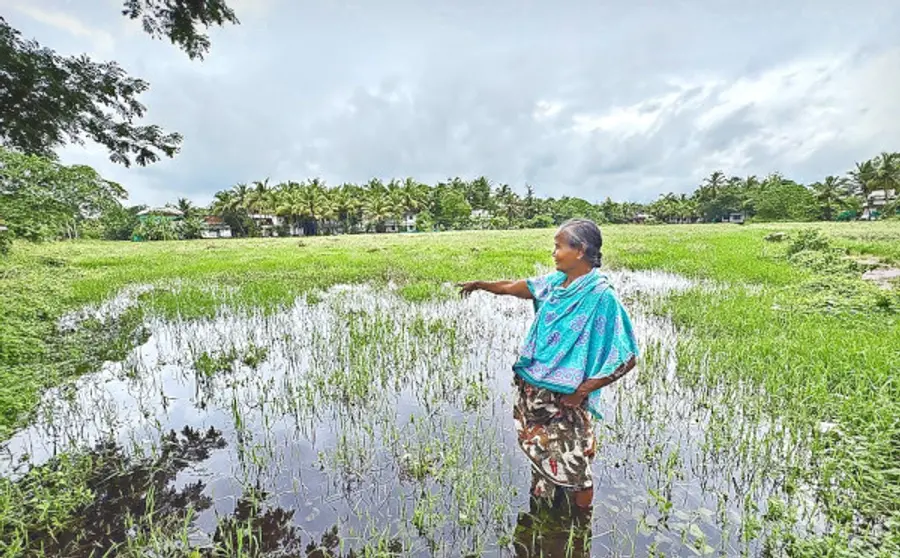 കാലവർഷം നേരത്തെ എത്തിയതിനാൽ വിത്ത് വിതയ്ക്കേണ്ട പാടം വെള്ളക്കെട്ടിൽ. നാറാത്ത് മീൻകുണ്ട് വയലിൽനിന്നുള്ള ദൃശ്യം
