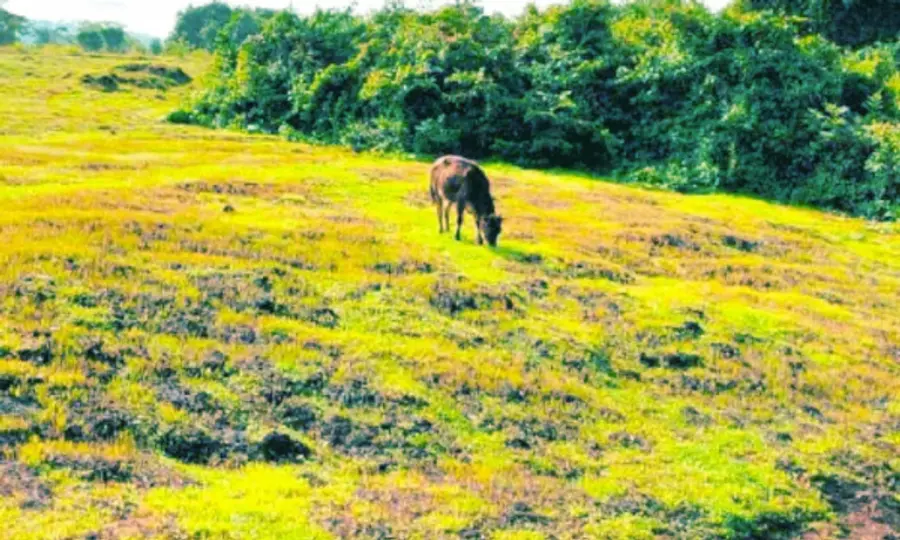 കിനാനൂർ– കരിന്തളത്തെ കടലാടിപ്പാറ