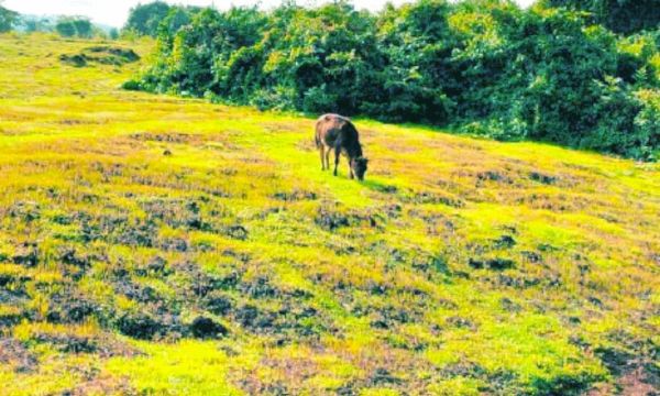കിനാനൂർ– കരിന്തളത്തെ  കടലാടിപ്പാറ