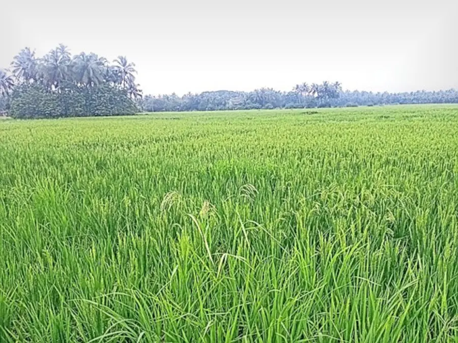 കണ്ണപുരം അയ്യോത്തെ  നെൽപ്പാടം