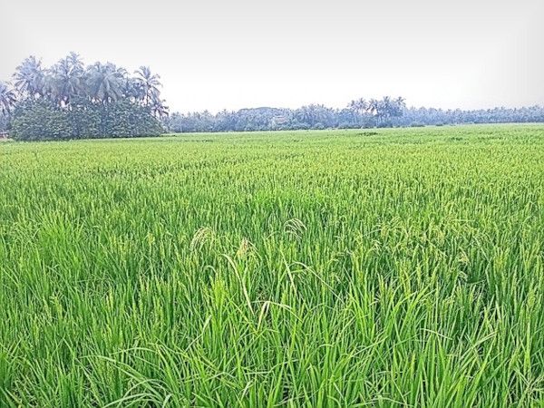 കണ്ണപുരം അയ്യോത്തെ  നെൽപ്പാടം