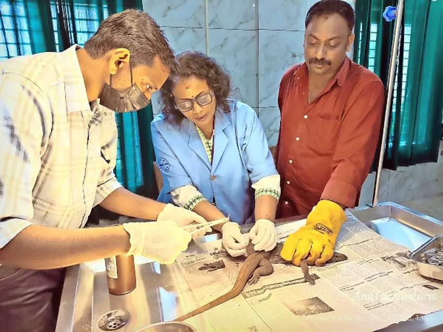 പരിക്കേറ്റ ഉടുന്പിന്റെ  കാൽ  ശസ്‌ത്രക്രിയയിലൂടെ  മുറിച്ചുമാറ്റുന്നു 