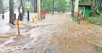 കനത്ത മഴയിൽ ചീങ്കണ്ണിപ്പുഴ കരകവിഞ്ഞ്‌ ആറളം ശലഭ സങ്കേതത്തിലേക്കുള്ള പാലം വെള്ളത്തിനടിയിലായപ്പോൾ
