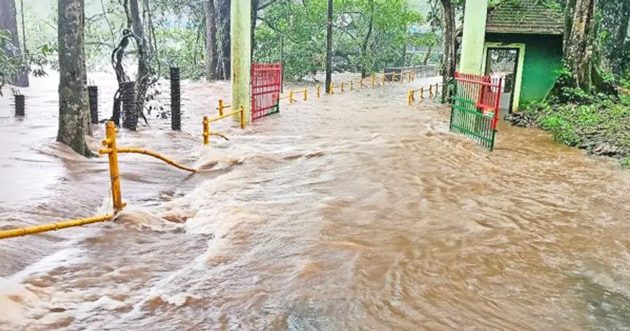 കനത്ത മഴയിൽ ചീങ്കണ്ണിപ്പുഴ കരകവിഞ്ഞ് ആറളം ശലഭ സങ്കേതത്തിലേക്കുള്ള പാലം വെള്ളത്തിനടിയിലായപ്പോൾ
