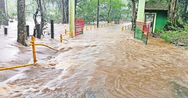 കനത്ത മഴയിൽ ചീങ്കണ്ണിപ്പുഴ കരകവിഞ്ഞ്‌ ആറളം ശലഭ സങ്കേതത്തിലേക്കുള്ള പാലം വെള്ളത്തിനടിയിലായപ്പോൾ