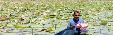 Lotus fields
